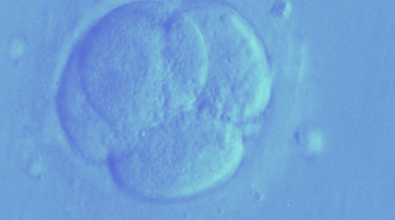 A embryo being frozen