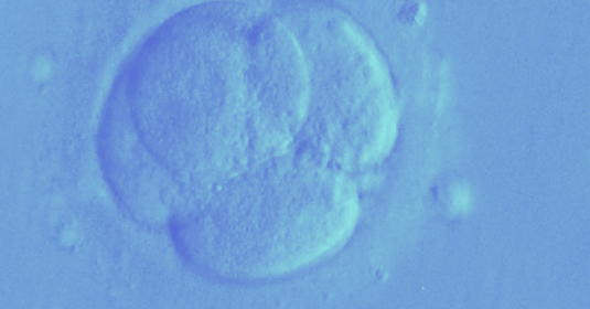 A embryo being frozen