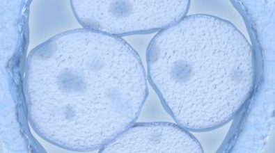 Frozen embryo