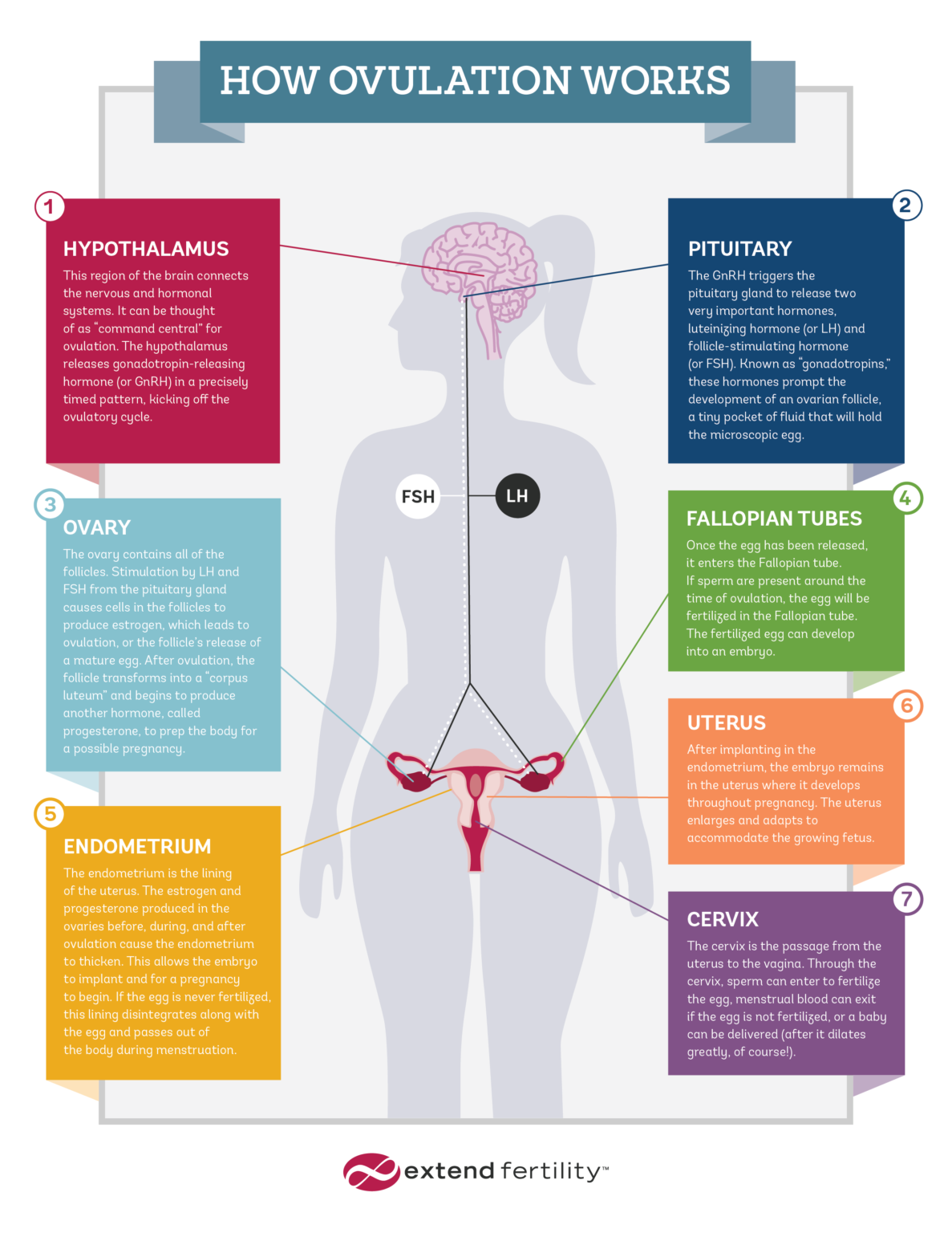 How Ovulation Works Ovulation 101 Extend Fertility 9484