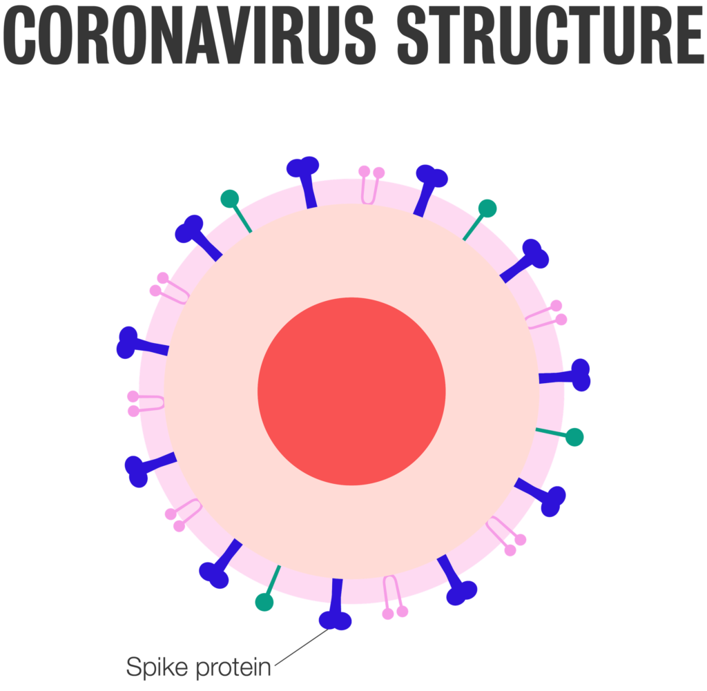 COVID-19 vaccine & fertility: coronavirus structure