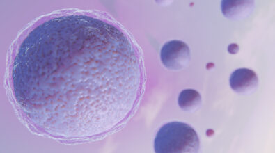 Human oocyte
